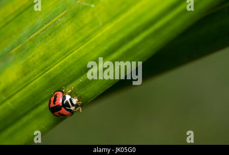 Gemeinsamen Marienkäfer mit Flecken auf einem Blatt Stockfoto