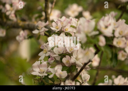 Native blühende Kirsche, Prunus Avium, England. VEREINIGTES KÖNIGREICH. Stockfoto