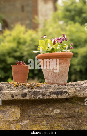 Auricula-Anlage in einem Terrakotta-Topf Stockfoto