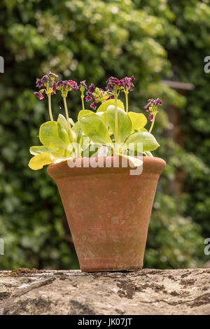 Auricula-Anlage in einem Terrakotta-Topf Stockfoto