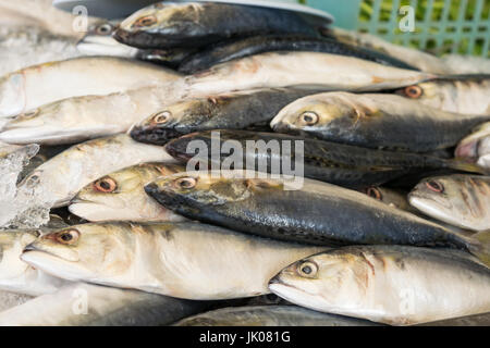 Frische Makrelen Fische auf Eis auf dem Markt Stockfoto