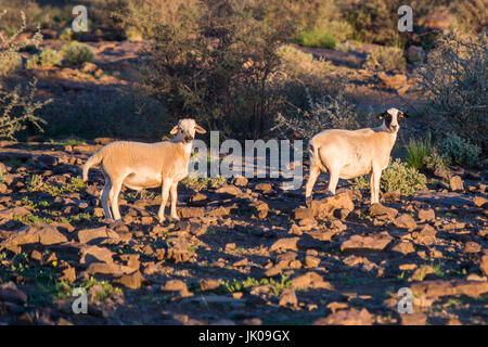 Schaf stehend auf felsigem Gelände bei Dabis Gästefarm, befindet sich in Helmeringhausen, Südliches Namibia, Afrika. Stockfoto