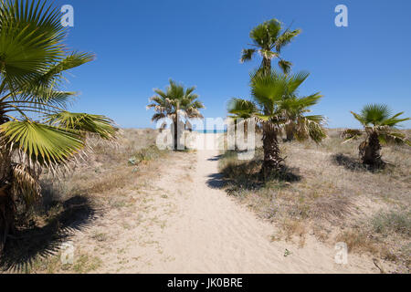 Sand wild Trail zwischen Palmen, idyllischen Strand von Kiefer oder Pinar in Grao Castellon, Valencia, Spanien, Europa. Blauer Himmel und Mittelmeer Stockfoto