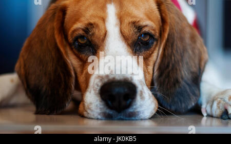 Beagle liegend auf dem Boden, starrte auf eine Kamera Stockfoto