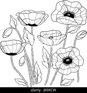 Mohnblumen auf weißem Hintergrund. Rote Mohnblumen. Feldwildblumen. Vektor-Schwarzweiß-Farbseite. Stock Vektor