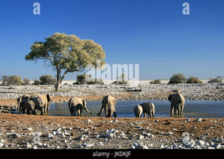 Eine Herde Elefanten Trinken an einem Wasserloch in der Abendsonne, Etosha National Park, Namibia Stockfoto