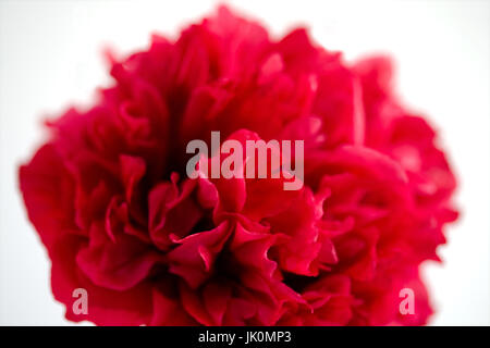 Schließen Sie eine Pfingstrose Blumen Doppel Mohn - ideal für Wandkunst und Interior Design zu studieren. Stockfoto