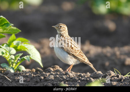 Feld Lerche Alauda Arvensis auf dem Kartoffelacker, Feldlerche Alauda Arvensis Im Kartoffelfeld Stockfoto