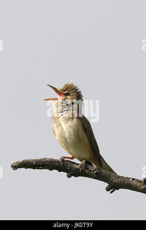 Drosseln Sie, Leitung Sänger Acrocephalu Arundinaceus, Drosselrohrsaenger Acrocephalus arundinaceus Stockfoto