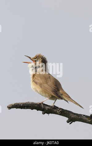 Drosseln Sie, Leitung Sänger Acrocephalu Arundinaceus, Drosselrohrsaenger Acrocephalus arundinaceus Stockfoto