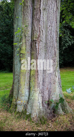 kommen Sie aus einem Silber-Ahorn mit Stammaustrieben im Sommer, Stamm Eines Silberahorns Mit Stammaustrieben Im sommer Stockfoto