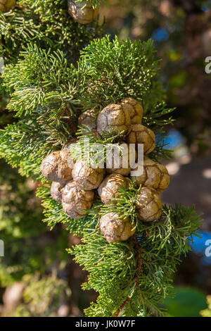 Zweig der Spalte Zypresse mit Stecker Früchte, Zweig der Saeulenzypresse Mit zapfenfruechten Stockfoto