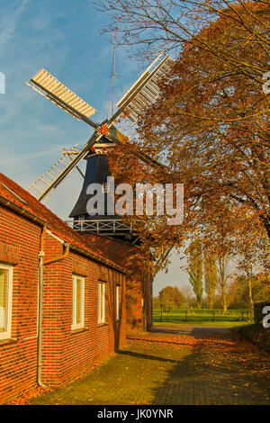 Windmühle hinter herbstliche gefärbten Ahornbäume. Windmühle hinter Ahornbäume in hellen fallen Farben, Windmuehle spielte Herbstlich Gefaerbten Ahornbae. Stockfoto