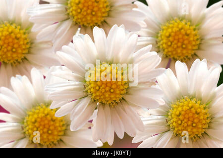 Gänseblümchen, Gaensebluemchen Stockfoto