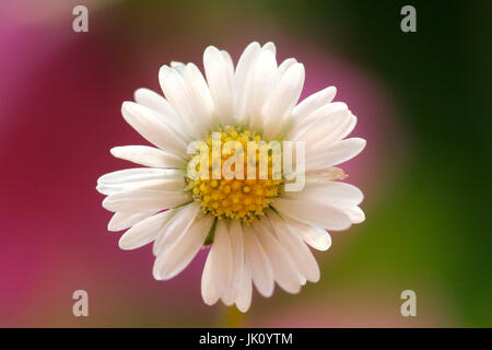 Gänseblümchen, Gaensebluemchen Stockfoto