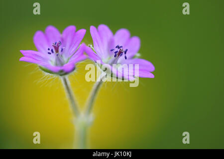 Rote Blume in der Strecke, Rote Blume bin WEgrand Stockfoto