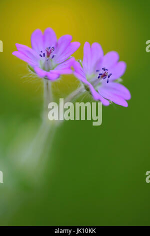 Rote Blume in der Strecke, Rote Blume bin WEgrand Stockfoto