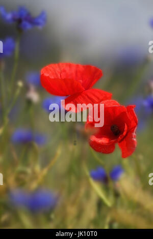 Donnerschlag Mohn in der Strecke am Niederrhein, Klatschmohn bin Wegrand bin Niederrhein Stockfoto