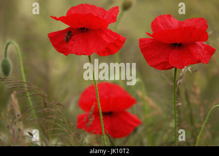 Donnerschlag Mohn in der Strecke am Niederrhein, Klatschmohn bin Wegrand bin Niederrhein Stockfoto