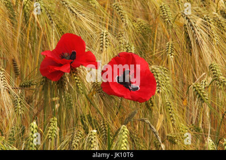 Donnerschlag Mohn in der Strecke am Niederrhein, Klatschmohn bin Wegrand bin Niederrhein Stockfoto