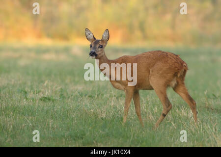 Rehe auf der Wiese am Niederrhein, Reh Auf Wiese bin Niederrhein Stockfoto