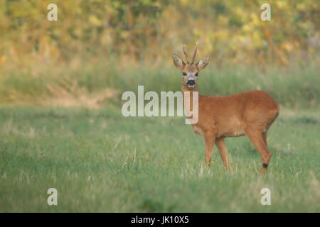Rehe auf der Wiese am Niederrhein, Reh Auf Wiese bin Niederrhein Stockfoto