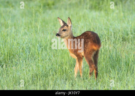 Rehe auf der Wiese am Niederrhein, Reh Auf Wiese bin Niederrhein Stockfoto