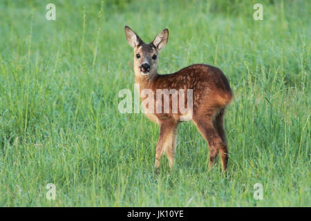 Rehe auf der Wiese am Niederrhein, Reh Auf Wiese bin Niederrhein Stockfoto