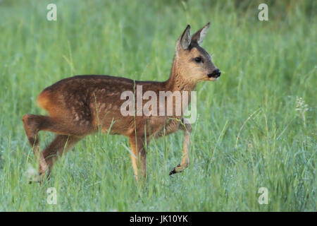 Rehe auf der Wiese am Niederrhein, Reh Auf Wiese bin Niederrhein Stockfoto