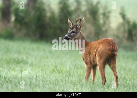 Rehe auf der Wiese am Niederrhein, Reh Auf Wiese bin Niederrhein Stockfoto