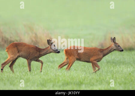 Rehe auf der Wiese am Niederrhein, Reh Auf Wiese bin Niederrhein Stockfoto