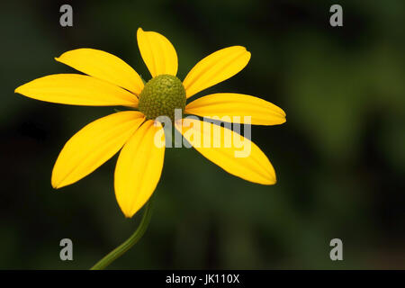 Gelbe Blume im Garten am Niederrhein, Gelbe Blume Im Garten bin Niederrhein Stockfoto