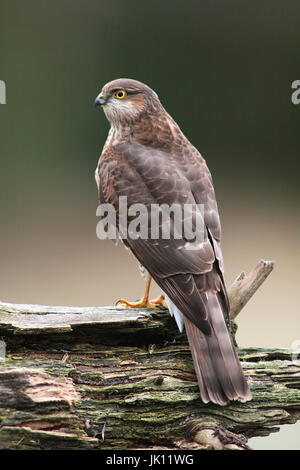 Sperber, Accipiter Nisus, Sperber Stockfoto