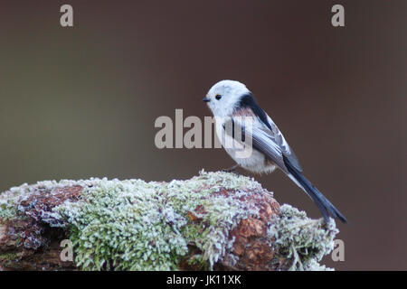 Tail Meise im Winter auf Nahrung suchen, Aegithalos Caudatus, Schwanzmeise Im Winter Auf Nahrungssuche (Aegithalos Caudatus) Stockfoto