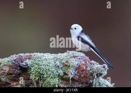 Tail Meise im Winter auf Nahrung suchen, Aegithalos Caudatus, Schwanzmeise Im Winter Auf Nahrungssuche (Aegithalos Caudatus) Stockfoto