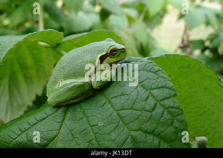 Laub Frosch Hyla Arborea, Laubfrosch (Hyla Arborea) Stockfoto