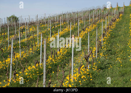 Wilde Tulpe Tulipa Sylvestris, Wildtulpe (Tulipa Sylvestris) Stockfoto