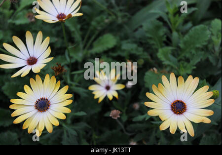 Osteospermum Buttermilch Blumen, Kew Gardens, London Stockfoto