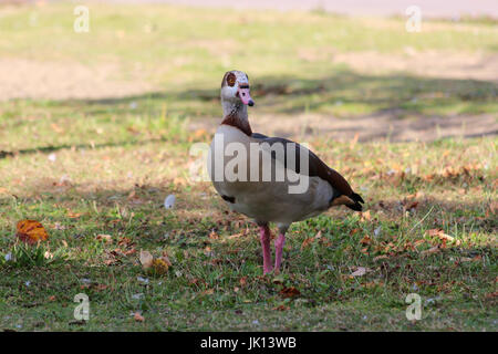 Nilgans auf Rasen - Alopochen aegyptiacus Stockfoto