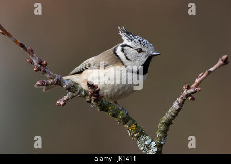 Motorhaube Meise Parus Cristatus, Haubenmeise (Parus Cristatus) Stockfoto