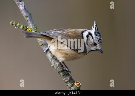 Motorhaube Meise Parus Cristatus, Haubenmeise (Parus Cristatus) Stockfoto