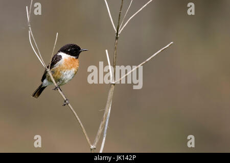 Schwarz Rotkehlchen Saxicola Torquata, Schwarzkehlchen (Saxicola Torquata) Stockfoto