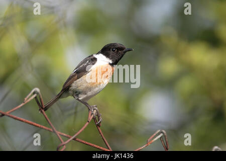 Schwarz Rotkehlchen Saxicola Torquata, Schwarzkehlchen (Saxicola Torquata) Stockfoto