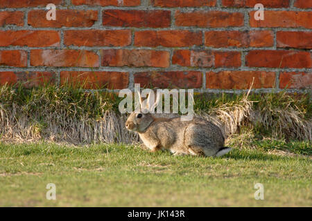 Wildkaninchen Oryctolagus Cuniculus auf der Insel Texel, Niederlande, Wildkaninchen (Oryctolagus Cuniculus) Auf der Insel Texel, Niederlande Stockfoto