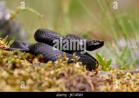 Schwarzen gemeinsame Viper Vipera Berus, Schwarze Kreuzotter Stockfoto