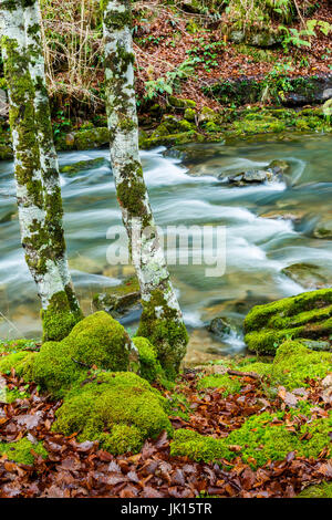 Buchenholz und Fluss. Cabuerniga Tal. Kantabrien, Spanien. Stockfoto