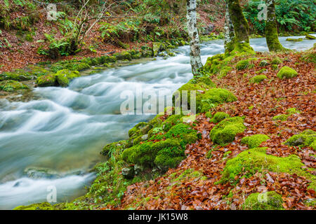 Buchenholz und Fluss. Cabuerniga Tal. Kantabrien, Spanien. Stockfoto