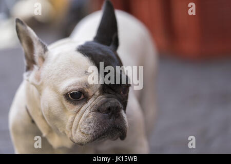 Weißer Hund mit schwarzen Ohr auf der Straße. Nahaufnahme Stockfoto