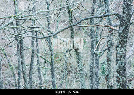 Wald im Winter. Cabuerniga Tal. Kantabrien, Spanien, Europa. Stockfoto