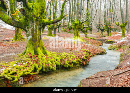 Buchenholz und Bach. Otzarreta, Gorbeia Naturpark, Biskaya, Spanien, Europa. Stockfoto